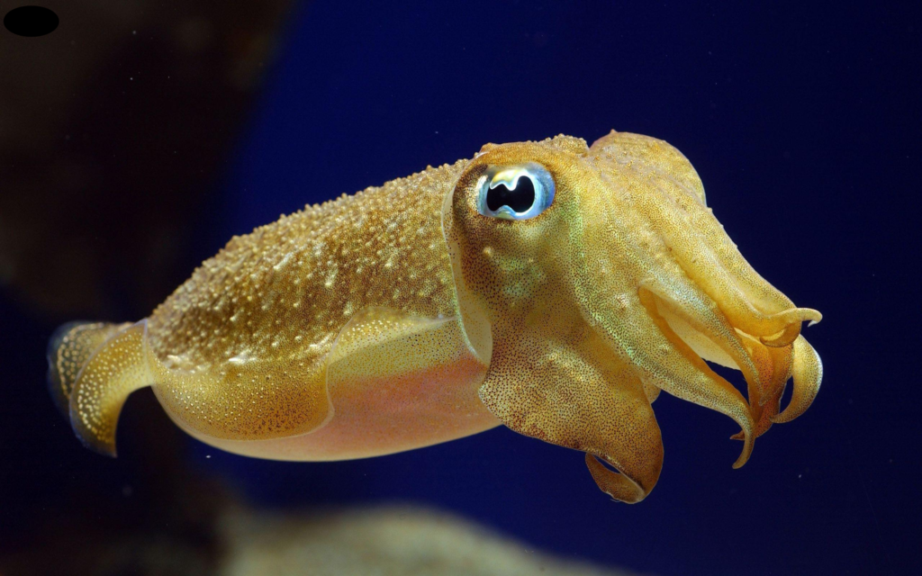 cuttlefish